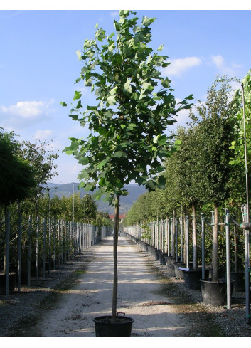 LIRIODENDRON tulipifera En pot de 35-50 litres forme tige hauteur du tronc 180-200 cm