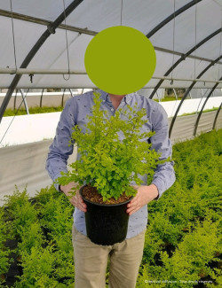 LIGUSTRUM sinense LEMON & LIME En pot de 4-5 litres