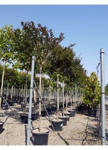 LAGERSTROEMIA En pot de 50-70 litres forme tige hauteur du tronc 180-200 cm