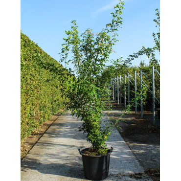 LABURNUM watereri VOSSII En pot de 50-70 litres