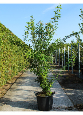 LABURNUM watereri VOSSII En pot de 50-70 litres