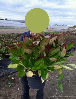 HORTENSIA En pot de 10-12 litres