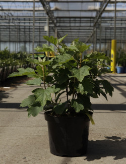 HYDRANGEA quercifolia SNOW QUEEN En pot de 10-12 litres
