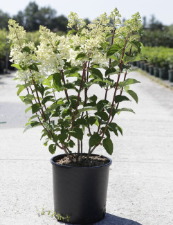 HYDRANGEA paniculata En pot de 10-12 litres