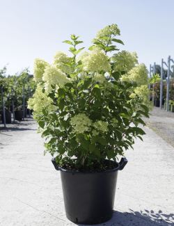 HYDRANGEA paniculata En pot de 35-50 litres