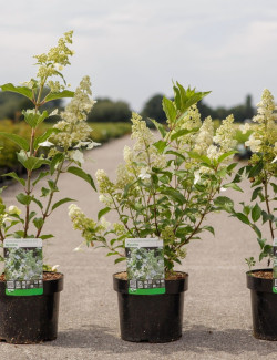 HYDRANGEA paniculata En pot de 3-4 litres