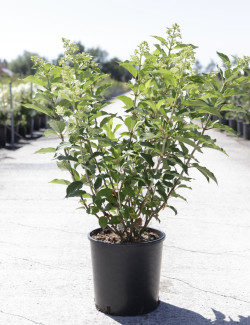 HYDRANGEA paniculata En pot de 10-12 litres
