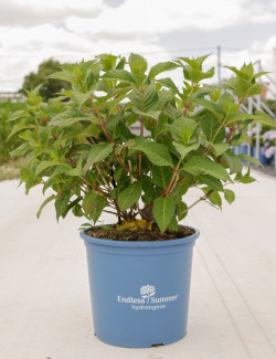 HYDRANGEA ENDLESS SUMMER TWIST-N-SHOUT BLEU En pot de 15-20 litres