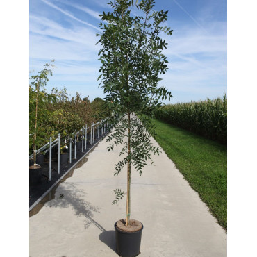 FRAXINUS angustifolia RAYWOOD En pot de 15-20 litres forme baliveau