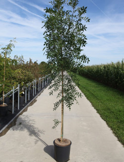FRAXINUS angustifolia RAYWOOD En pot de 15-20 litres forme baliveau