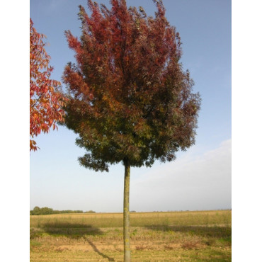 FRAXINUS angustifolia RAYWOOD