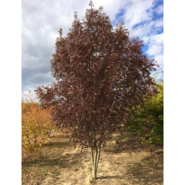 FRAXINUS angustifolia RAYWOOD