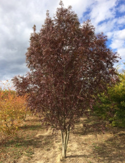 FRAXINUS angustifolia RAYWOOD