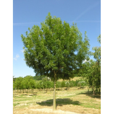 FRAXINUS angustifolia RAYWOOD