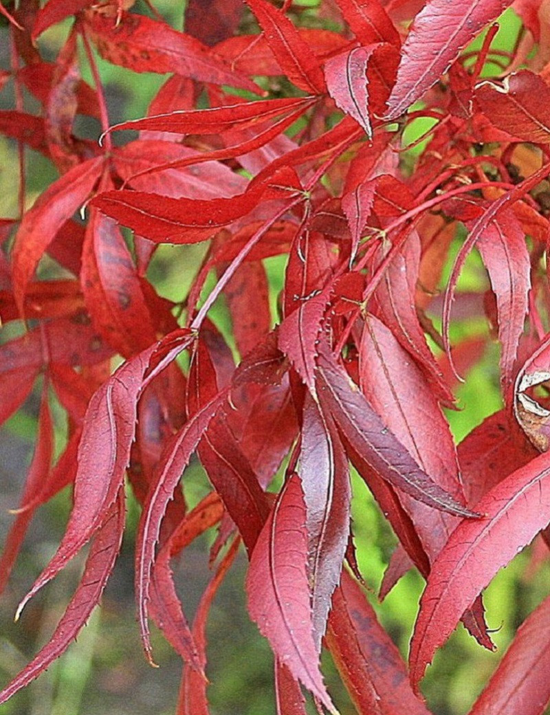 FRAXINUS angustifolia RAYWOOD