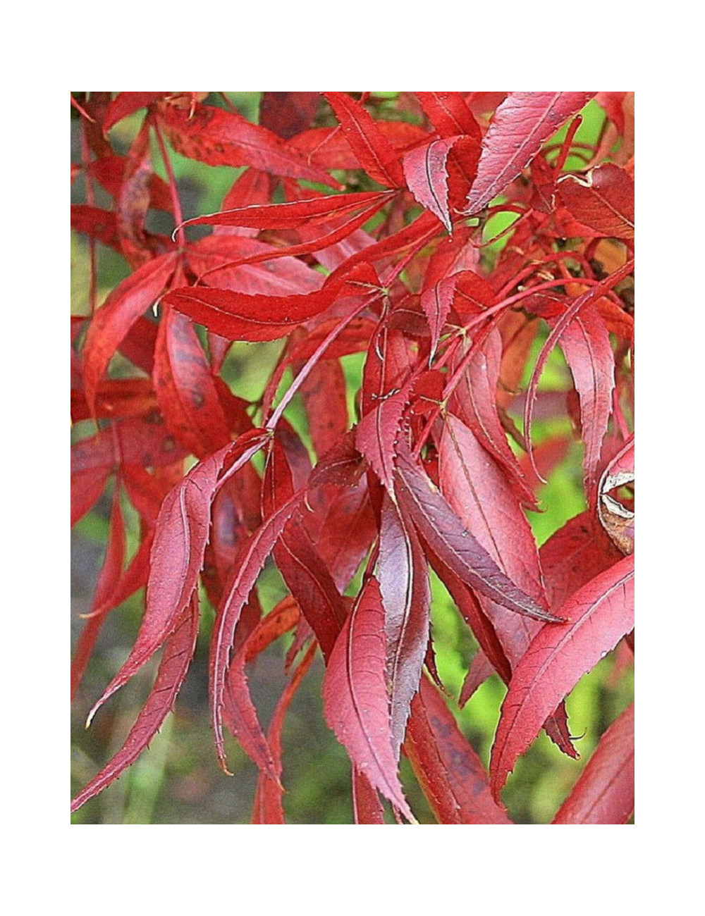 FRAXINUS angustifolia RAYWOOD