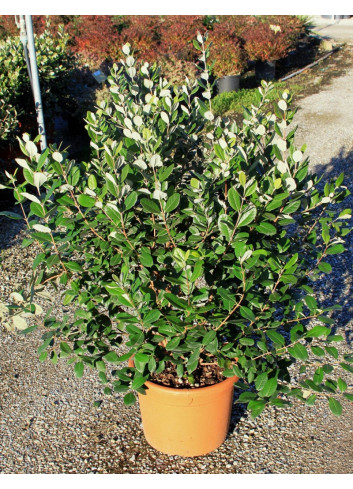 FEIJOA sellowiana En pot de 15-20 litres