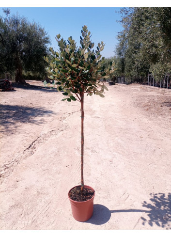 FEIJOA sellowiana En pot de 15-20 litres forme tige hauteur du tronc 090-110 cm