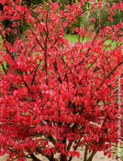 EUONYMUS alatus