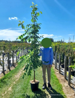 EUODIA daniellii ou Tetradium daniellii var. hupehensis En pot de 15-20 litres forme baliveau