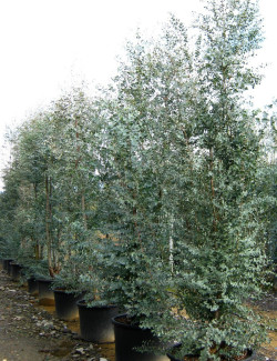EUCALYPTUS gunnii