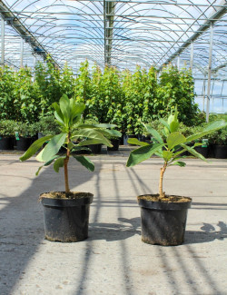 EDGEWORTHIA chrysantha GRANDIFLORA En pot de 7-10 litres buisson hauteur 030-040 cm