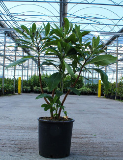 EDGEWORTHIA chrysantha GRANDIFLORA En pot de 15-20 litres buisson hauteur 060-080 cm