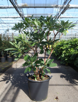 EDGEWORTHIA chrysantha GRANDIFLORA En pot de 35-50 litres buisson hauteur 100-125 cm