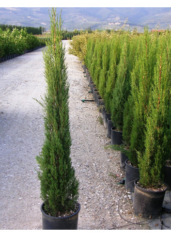 CUPRESSUS sempervirens STRICTA En pot de 15-20 litres