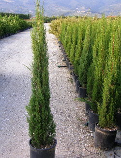 CUPRESSUS sempervirens STRICTA En pot de 15-20 litres hauteur 150-175 cm