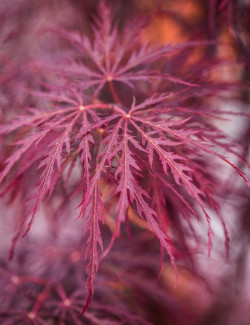 ACER palmatum DISSECTUM INABE SHIDARE