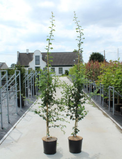 CRATAEGUS laevigata PAUL'S SCARLET En pot de 12-15 litres baliveau hauteur 150-175 cm