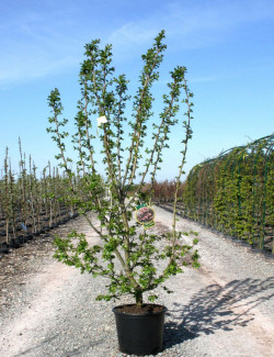 CRATAEGUS laevigata PAUL'S SCARLET En pot de 15-20 litres buisson hauteur 125-150 cm