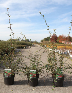 COTONEASTER lacteus En pot de 4-5 litres buisson hauteur 060-080 cm
