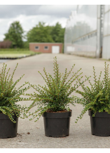 COTONEASTER horizontalis En pot de 3-4 litres