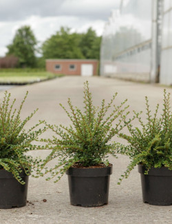 COTONEASTER horizontalis En pot de 3-4 litres buisson largeur 030-040 cm