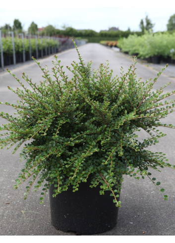 COTONEASTER horizontalis En pot de 10-12 litres