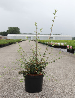 COTONEASTER franchetii En pot de 3-4 litres buisson hauteur 040-060 cm