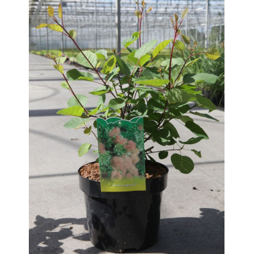 COTINUS coggygria En pot de 3-4 litres