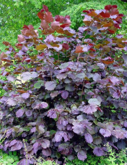 CORYLUS maxima PURPUREA