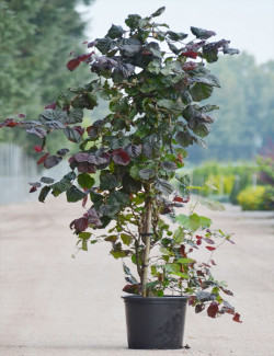 CORYLUS avellana RED MAJESTIC En pot de 25-30 litres buisson hauteur 125-150 cm