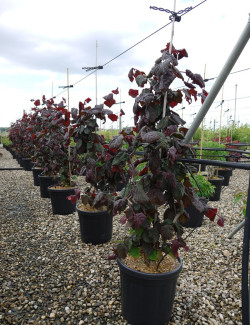 CORYLUS avellana RED MAJESTIC En pot de 15-20 litres buisson hauteur 080-100 cm