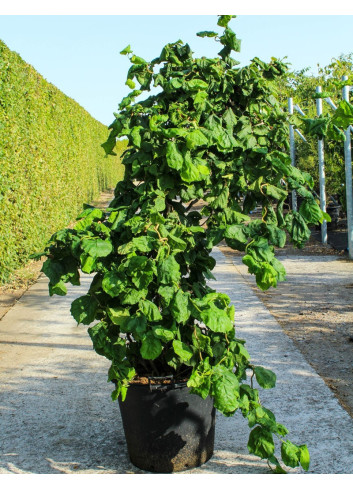 CORYLUS avellana CONTORTA En pot de 70-90 litres