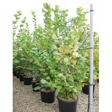 CORYLUS avellana En pot de 35-50 litres