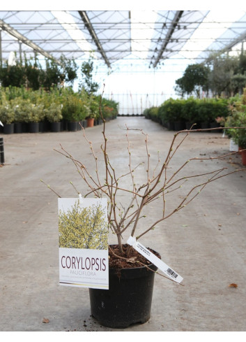 CORYLOPSIS pauciflora En pot de 3-4 litres