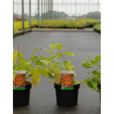 CORNUS sanguinea MAGIC FLAME En pot de 3-4 litres