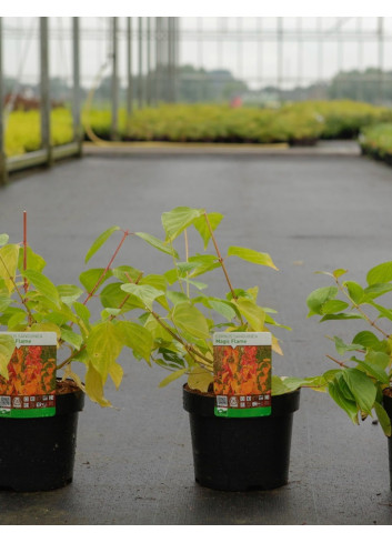 CORNUS sanguinea MAGIC FLAME En pot de 3-4 litres