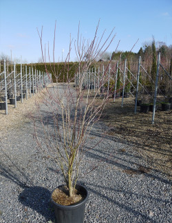 CORNUS florida En pot de 25-30 litres buisson hauteur 125-150 cm
