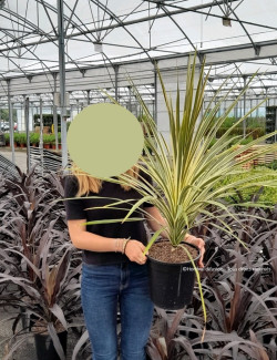 CORDYLINE australis TORBAY DAZZLER En pot de 7-10 litres hauteur 060-080 cm