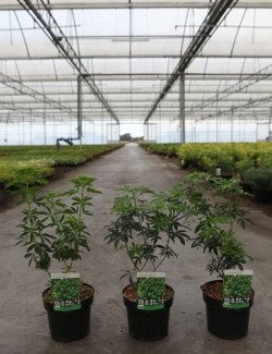 CHOISYA ternata GREENFINGERS En pot de 4-5 litres buisson hauteur 030-040 cm